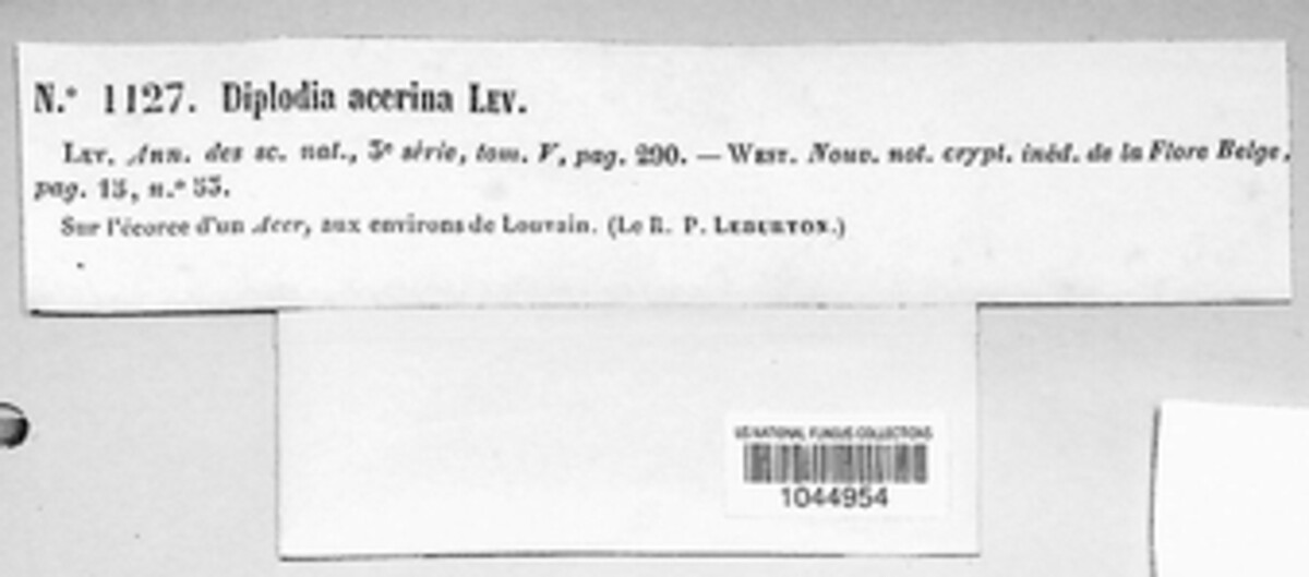 Diplodia acerina image